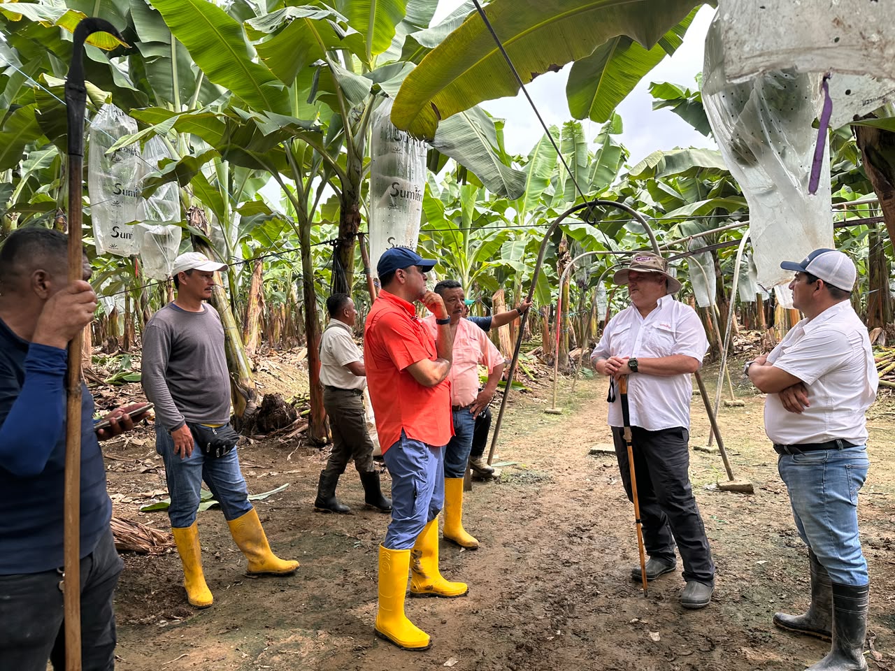 Trabajador agrícola recolectando un racimo de bananos verdes